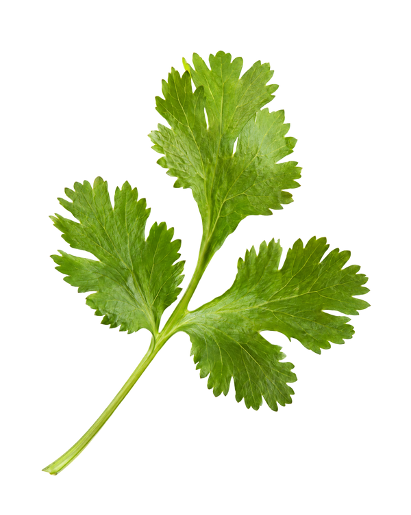 Cilantro
