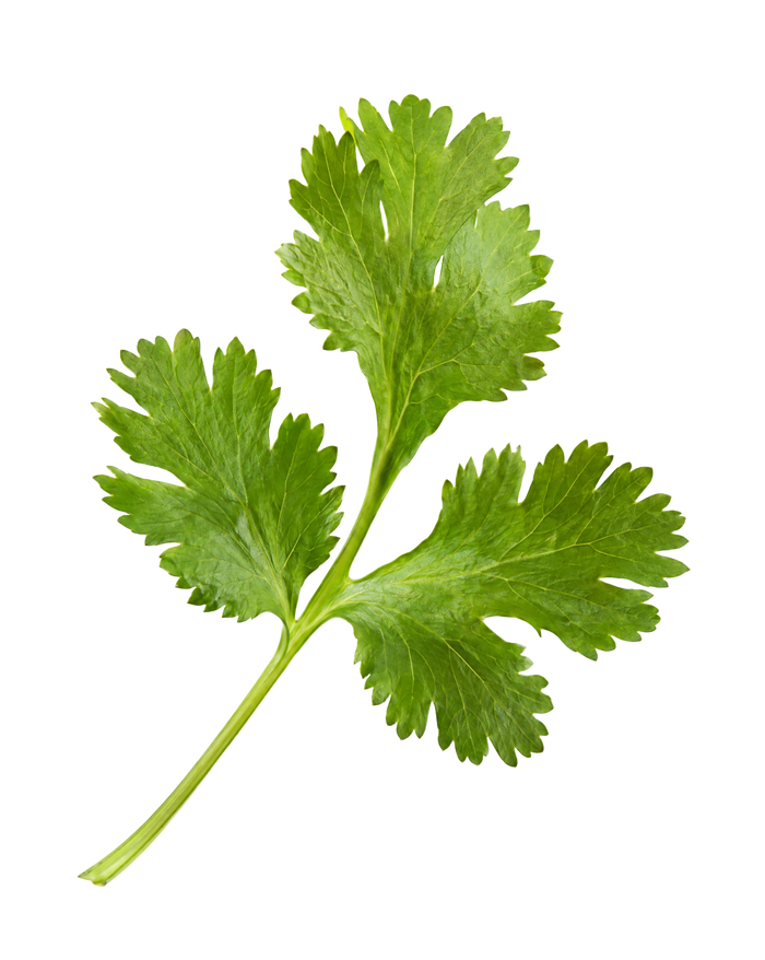 Cilantro