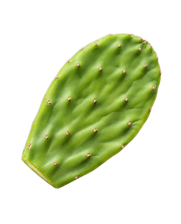 Cactus Pad